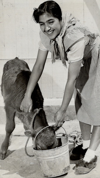 1946. On the Mission Farm in Toronto, this Sikh girl lends a hand with the calves. Photo by Toronto Star Archives. Toronto Star via Getty Images.